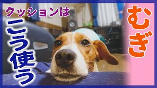 【わんこ】ひとがダメになるクッションを使いこなすジャックラッセルテリアのむぎの巻【犬動画】