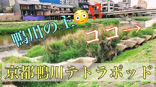 京都鴨川テトラポッドにあの大物が！？