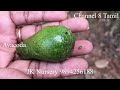 அவகோடா நம்ம ஊரிலும் பழம் காய்க்கும் avacado fruiting even in our city jk nursery 9894256188