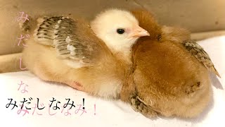 ひよこ身だしなみチェック vs 睡魔に負けたヒヨコ　in 段ボールハウス (Baby chicks - preening vs sleeping)