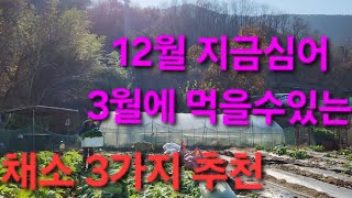 12월 지금 심어도 늦지않타 작물3가지 (노지겨울야채수확) (작은비닐하우스설치) 무화과 가지치기 지금 (꼭) 해야된다