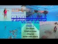 Maldives|Tour|vlog|Best|Travel|experience|in Life|dolphins🌊🦈🤯🤯🤯