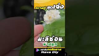 มะลิซ้อน รีบปลูกติดบ้านเอาไว้ .| Nava DIY