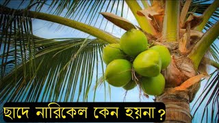 ছাদে বা ড্রামে কেন নারিকেল গাছ লাগাবেন না। জানতে ভিডিওটি দেখুন #  নার্সারি পরিচর্যা#  viral nursery