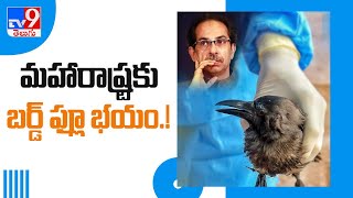 Bird flu: 983 more birds die in Maharashtra - TV9