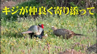 国鳥キジの求愛行動　2羽が仲良く　6か月後家族が！！4K