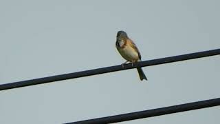 ホオアカ　Chestnut-eared bunting