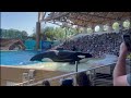 Amazing ORCA show at SeaWorld Orlando 2024