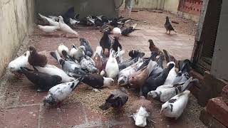 நம்ம புறாக்களுக்கு பல உணவு கலந்த உணவு #short video #pigeons #tamilstatus #dove