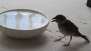 水飲みスズメ