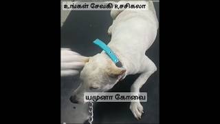 #dog இவர்கள் எல்லாம் வலி வேதனை இல்லாமல் நலமோடு அவரவர் இடத்துக்கு செல்ல வேண்டும் இறைவா🙏