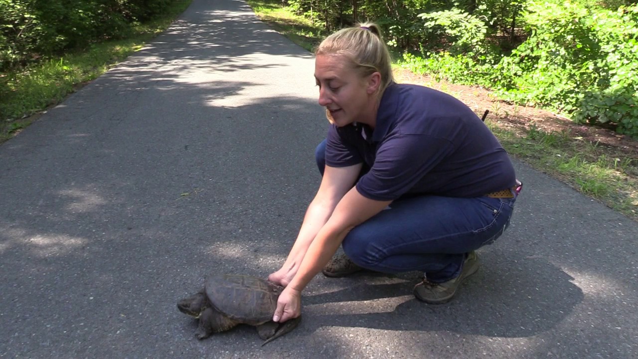 NC Zoo Keeper Shows How To Move A Snapping Turtle - YouTube