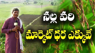 నల్ల వరి పండిస్తున్నాం || ఎవరిపై ఆధారపడకుండా మేమే అమ్ముతున్నాం || Black Paddy Varities || Tirupati