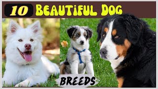 Top 10 Most Beautiful Dog Breeds In The World