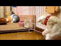 【子猫とうさぎ】牧草（チモシー）でじゃれ遊ぶかわいい子猫【past videos】