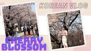 Cherry Blossom Korea ചെറി ബ്ലോസം കാണാം