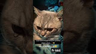 ഒരിക്കൽ ഞാൻ ഇല്ലാതെ ആകുമ്പോൾ #cat #sad #catvideos