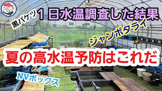 【メダカ初心者必見】様々な容器で水温を１日中計ってわかったこと