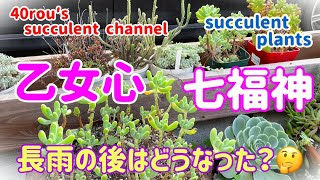 【多肉植物】【ガーデニング】🪴乙女心　七福神　長雨の後は・・・。🤔