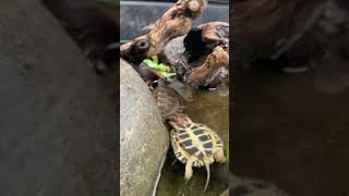 So intelligent turtle