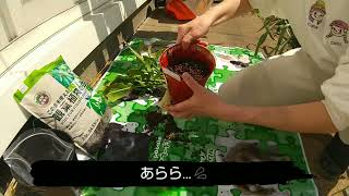 【50代の観葉植物栽培】スパティフィラム(観葉植物)の植え替えやりました( ≧∀≦)ノ