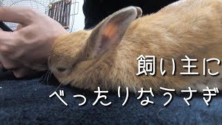 飼い主が好きすぎて離れないうさぎ