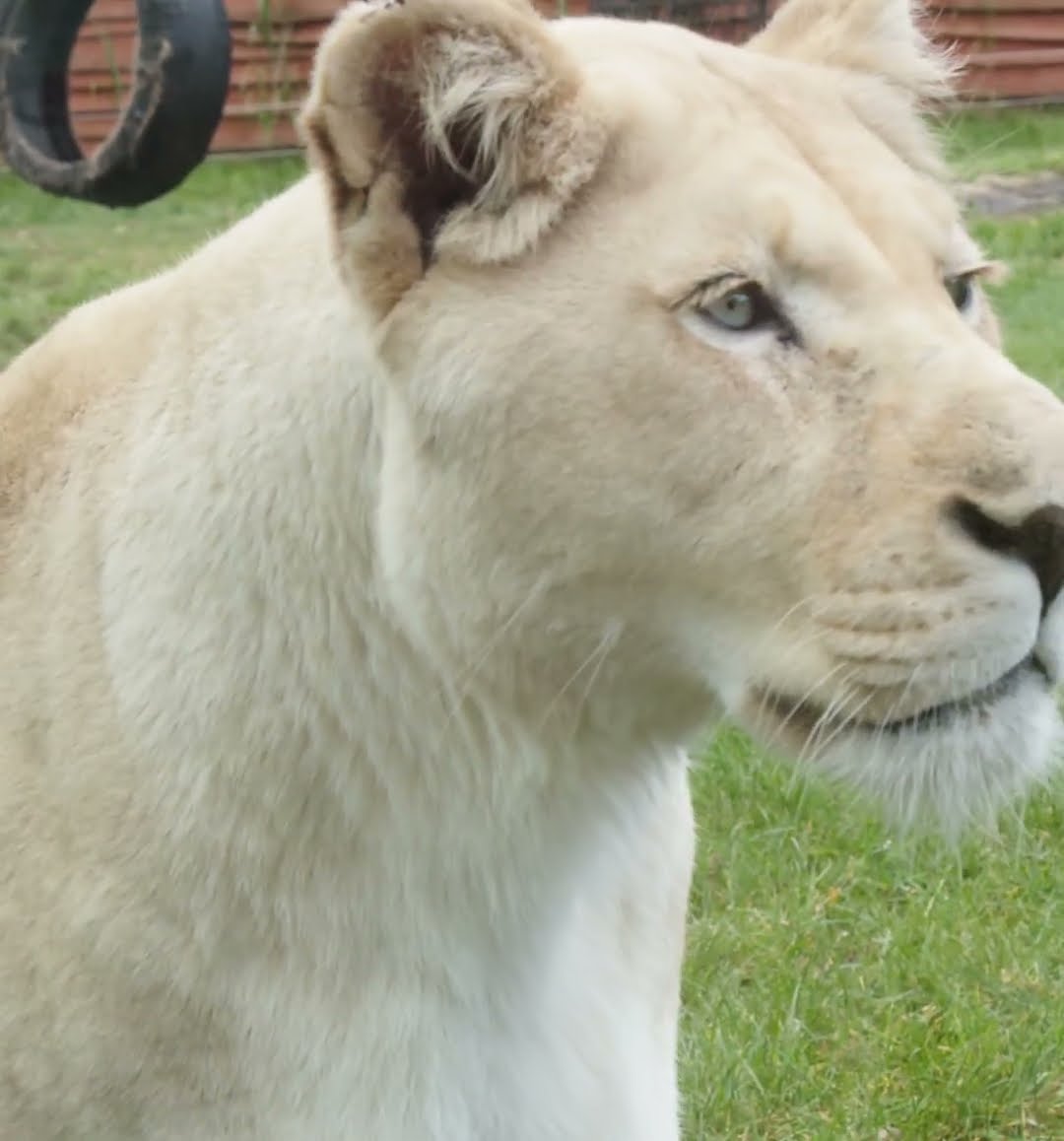 cute lioness#lion #rank #simba #music #song #newmusic #animals #lionking #cat #shortsfeed