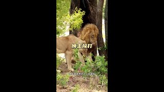 獅王挨打 熬不住的獅王被母獅修理了#解說版動物世界#看動物世界品百味人生 #內容啟發搜索 #解說版動物世界