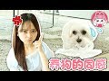 Is this the same for your pet | Xiaoling toys