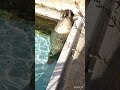 旭山動物園 zoo アザラシ【逆さに寝るアザラシ】