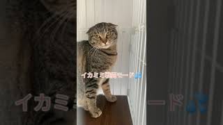 戦闘モードだった猫の一年後