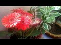 gerbera seed collection grow gerbera from seed ऐसे इकठ्ठा करे जरबेरा के बीज