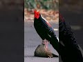 swinhoe pheasant