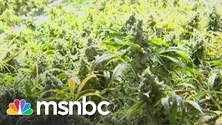 Is Marijuana Legalization Working? | msnbc