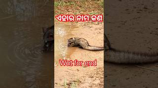 ଏହି ଜନ୍ତୁ ର ନାମ କଣ🦨🦨🦨|ANIMALS VIDEO/#short#viral#animals#video#vilegevlog @Camedykingkanhu