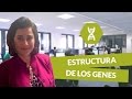 Estructura de los genes - Biología - digiSchool