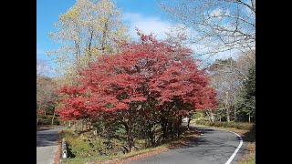 愛知県緑化センターの紅葉