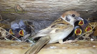 A sparrow feeds its chicks in a deep nest