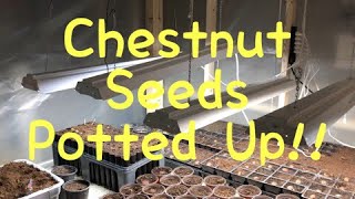 READY...SET...GO!!  Chestnut Seeds are Started for 2019!!! Update #58!