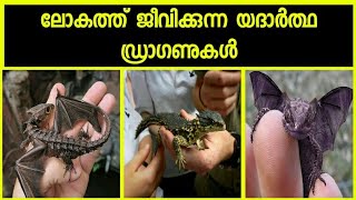 ലോകത്ത് ജീവിക്കുന്ന ഡ്രാഗണുകൾ | 5 living dragons in our world | SVSennumeppozhumevideyum