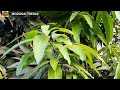 மாமரத்தின் பயன்கள் மற்றும் மருத்துவ குணங்கள் benefits of mango tree