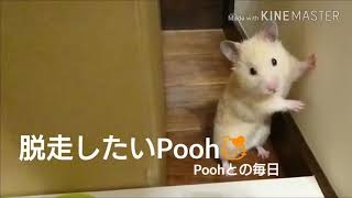 脱走したいPooh🐹  キンクマハムスターの男の子Pooh。いつものお散歩スペースから出てきたので、少しエリアを拡張。その後も進みたい様子のPoohでしたが、どうなるでしょうか。