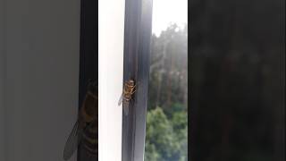 #viralshorts #insects The hoverfly is washing & eats a pollen 🐝💧