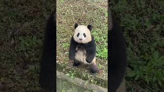 大熊猫渝爱站起来和大家打招呼了 #大熊猫 #熊猫 #panda