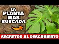 LA REINA de las PLANTAS! La COSTILLA de ADÁN o MONSTERA DELICIOSA y CUIDADOS | Plántala en tu Jardín