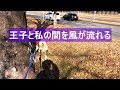 落ちの中での散歩 いぬ＃犬＃縄文柴犬 dog lrt ＃路面電車