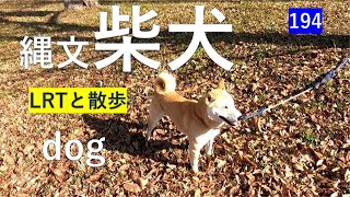 落ちの中での散歩#いぬ＃犬＃縄文柴犬#dog #LRT#＃路面電車#