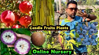 How to grow milk fruits trees | blue berry fruits trees | moro blood orange trees #tommytv