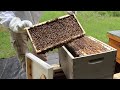 when to add a honey super to a new hive checking our hives