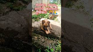 අසරණ සතුන් සුරකිමු🙏😭#dog #animals #pets #puppy